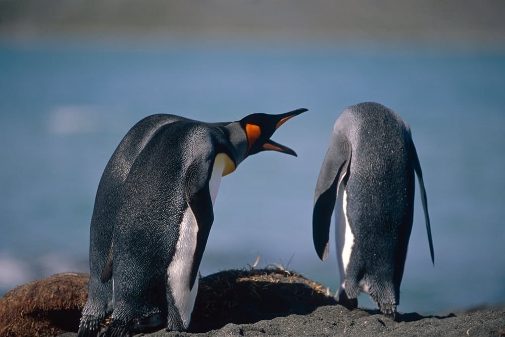 Group Of King Pengu