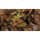 thumbnail image 2 of Shadow Tactics Blades of Shogun PS4 PS4 PS4, 2 of 3