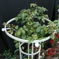 thumbnail image 6 of Garden Trellis Yard Lawn Gardening Plant Frame Umbrella Flower Frame Plant Support Trellis, 6 of 8
