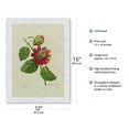 thumbnail image 2 of Passion Flower (Passiflora incarnata) - Vintage Botanical Illustration by Pierre-Joseph Redouté c.1833 - Japanese Unryu Rice Paper Art Print (Unframed) 12 x 16 in, 2 of 4