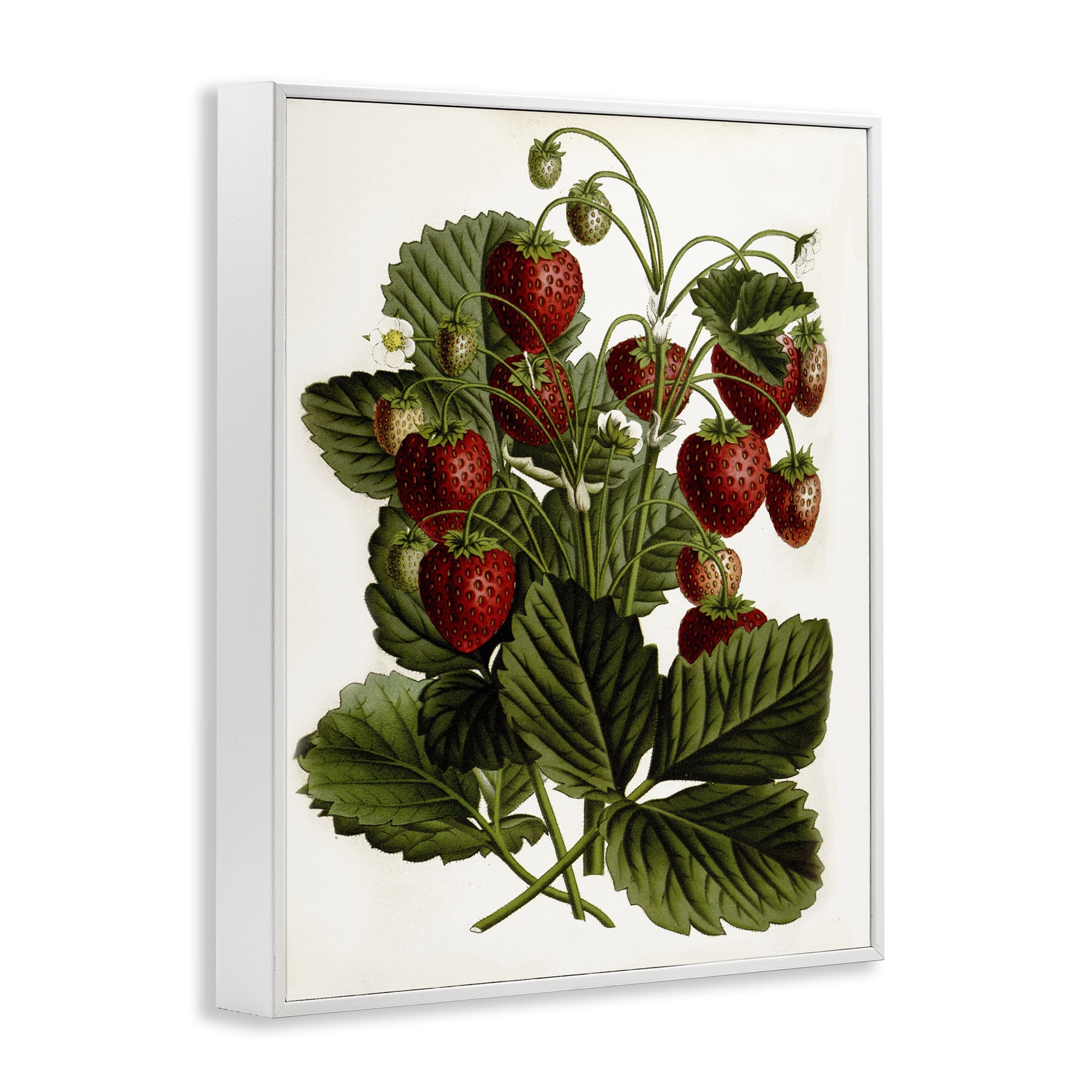 Stupell Industries Strawberry Plant Study Food & Beverage Painting White Framed Art Print Wall Art, 24 x 30