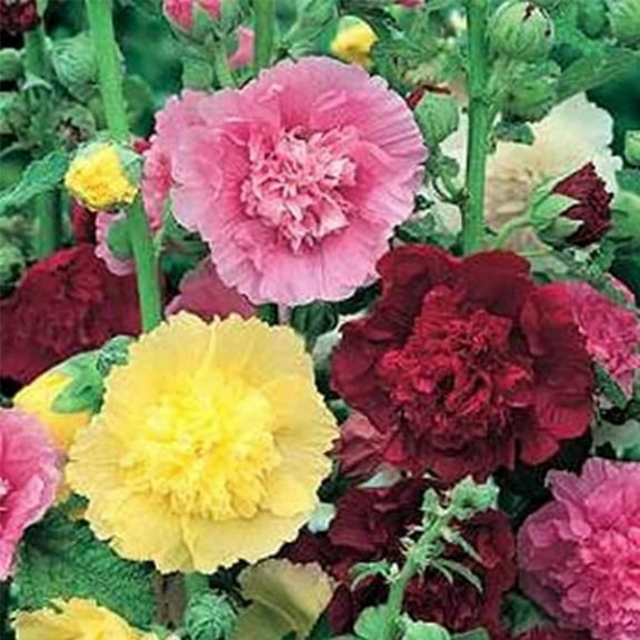 Summer Carnival Mix Hollyhock Flower Garden Seeds - 1 Gram Packet - Perennial Holly Hock Flower Gardening