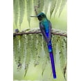 thumbnail image 2 of Williams, Joanne 23x32 Gold Ornate Wood Framed with Double Matting Museum Art Print Titled - Ecuador Violet-tailed sylph on fern branch, 2 of 4