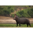 thumbnail image 3 of Eichelberg, Amnon 24x17 Black Modern Framed Museum Art Print Titled - Big Mouth, 3 of 5