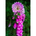 thumbnail image 5 of Foxglove Flower Seeds (Digitalis) – 5500+ Heirloom Non-GMO Seeds by Isla’s Garden Seeds, Ideal for Planting, Beautiful Blooms for Gardens and Landscaping, 5 of 7
