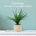 thumbnail image 4 of Elements 18 inch Fern in Embossed Cement Pot Green, 4 of 7