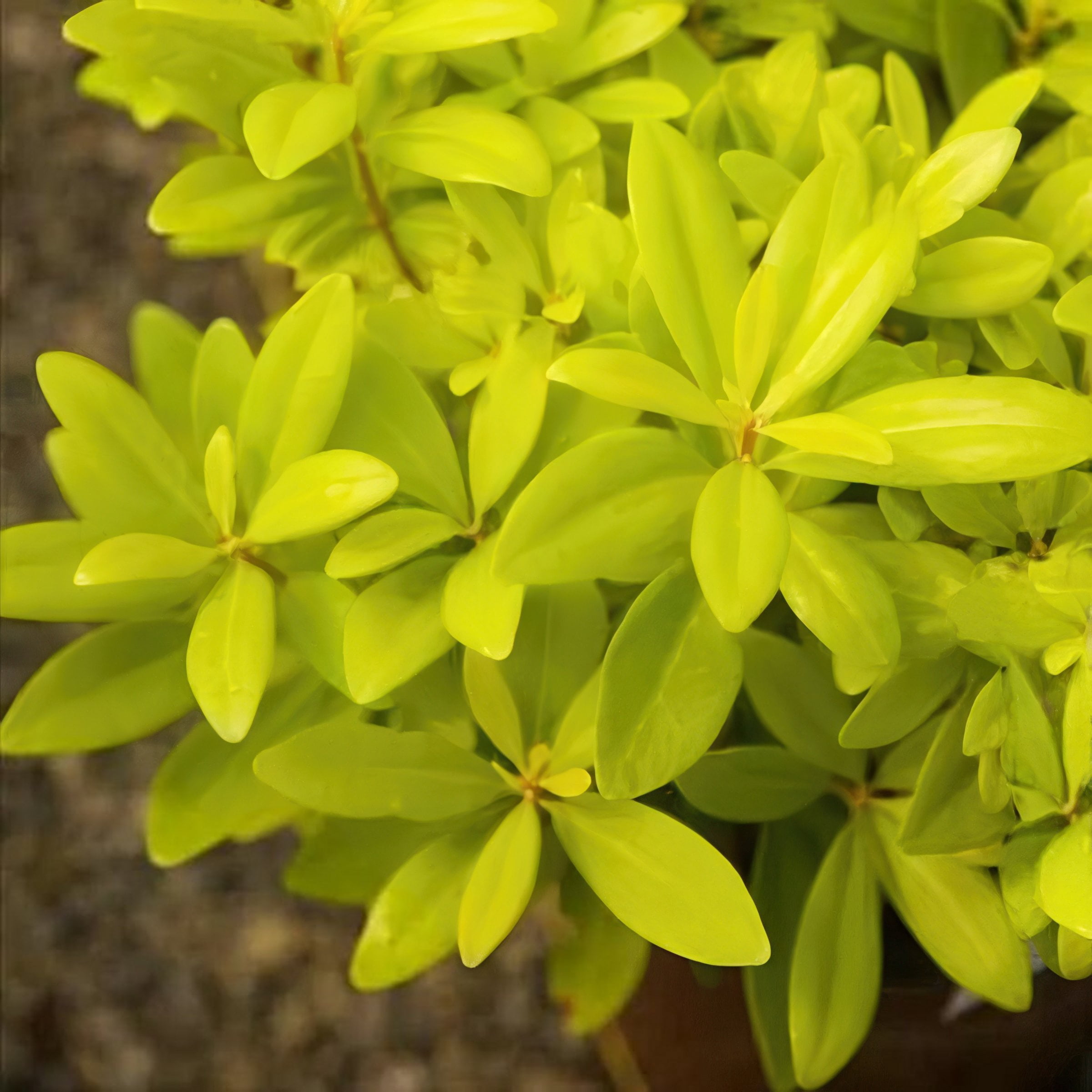 National Plant Network 3 gal. Illicium Florida Sunshine