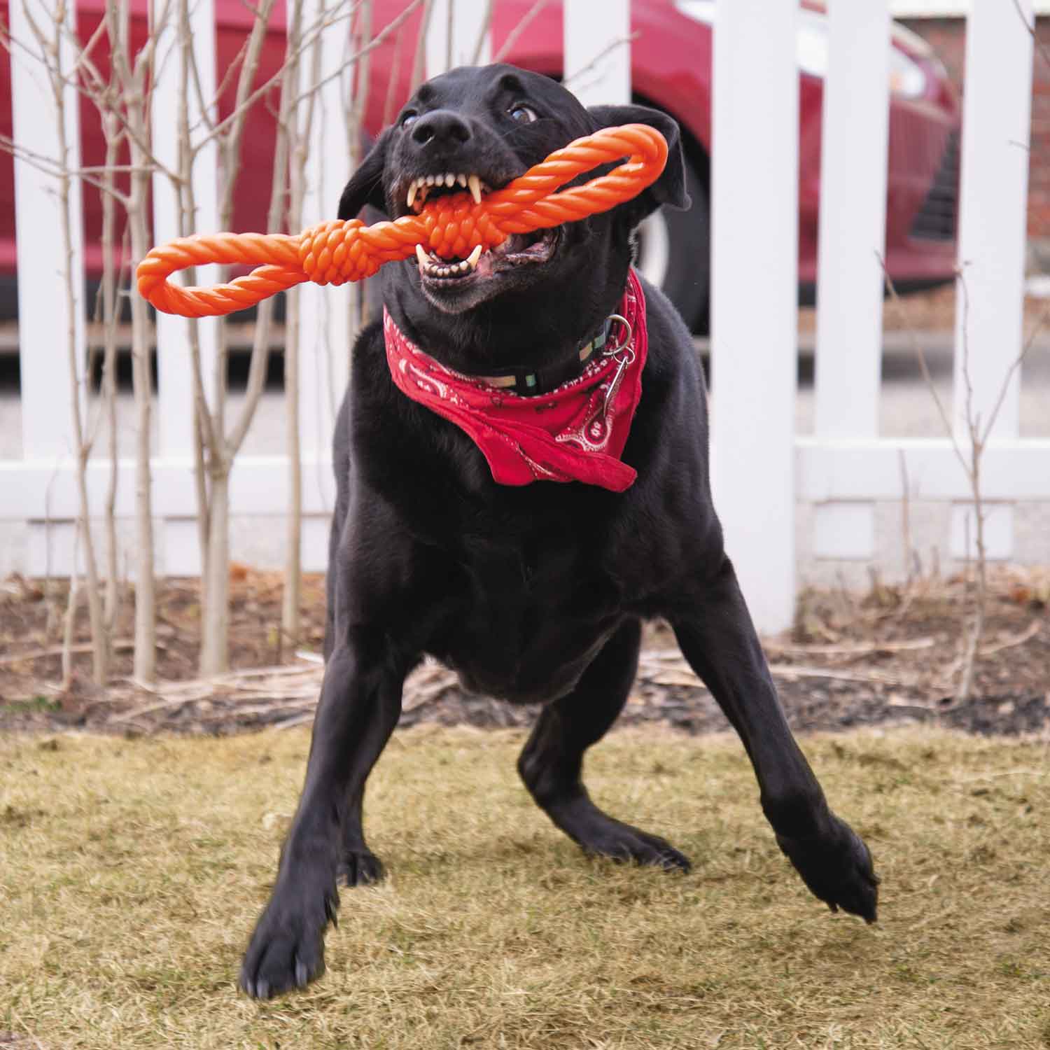 Infinity Pet Flexible TPR Rope Chew and Tug Toy, Double Knot, Orange - image 2 of 5