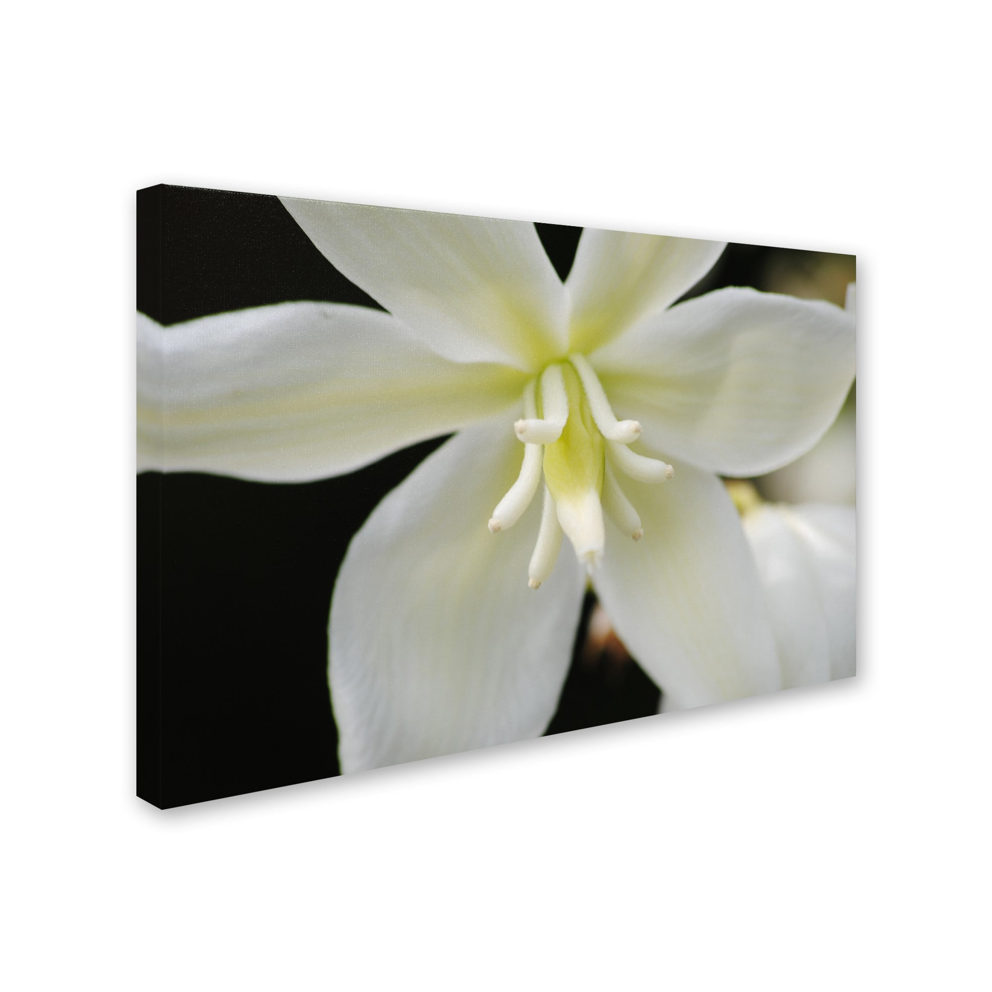 Trademark Fine Art "Hope" Canvas Art by Monica Mize
