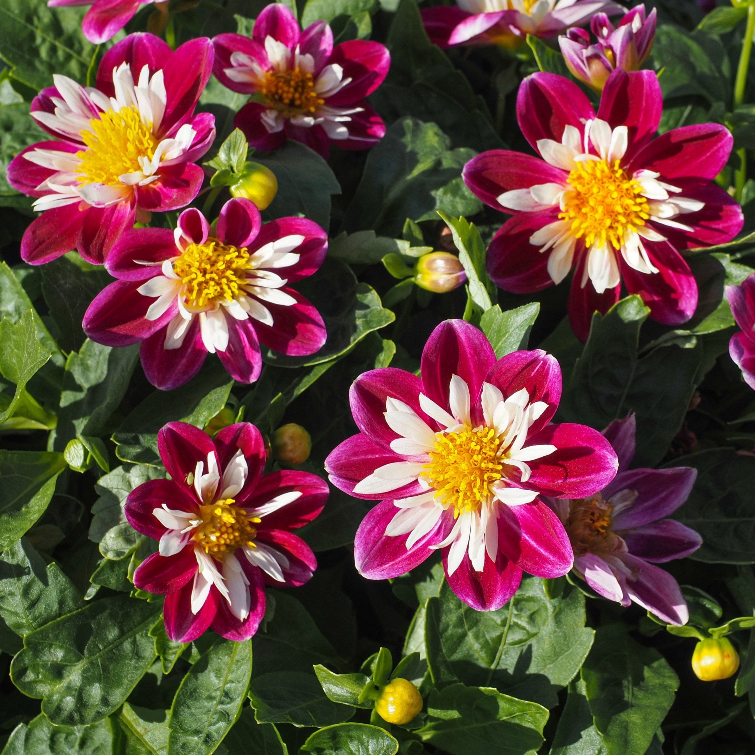 National Plant Network Dahlia Collarette Mixed Bulbs (10-Pack)