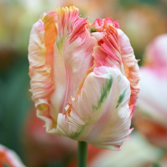 TASC Flower Bulbs- Tulipa Perroquet Apricot Parrot (20 Bulbs)