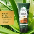 thumbnail image 3 of Acondicionador Herbal Essences Bio:Renew 6X Aloe & Mango Protege & Repara 250 ml, 3 of 5