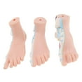thumbnail image 2 of Modelo de Piezaza Zulema Modelo de Tobillo con Ligamentos Material de PVC Longitud 23 Cm 12 Cm, 2 of 8