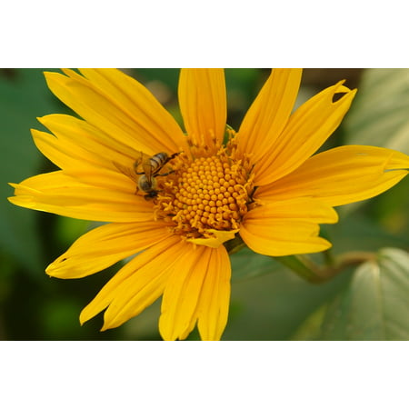 LAMINATED POSTER Flower Nectar Bee Plant Sunflower Nature Sting Poster Print 24 x
