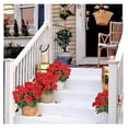 thumbnail image 7 of Morttic Artificial Red Geranium Silk Flowers Outdoor Plant Bush 2 Bundles Faux Flower  for Interior Decoration, Porch Garden Decoration, 7 of 7