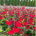 thumbnail image 6 of Pack of 3 Hot Lips Salvia Live Starter Plants, Colorful Perennial Flowering Herb for Gardens, 3 to 6 Inch Tall, No Ship Pot, 6 of 9