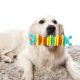 thumbnail image 4 of Juguete masticable para perros, palo molar, cuidado , limpieza de Azul Zulema Juguetes para masticar perros, 4 of 7