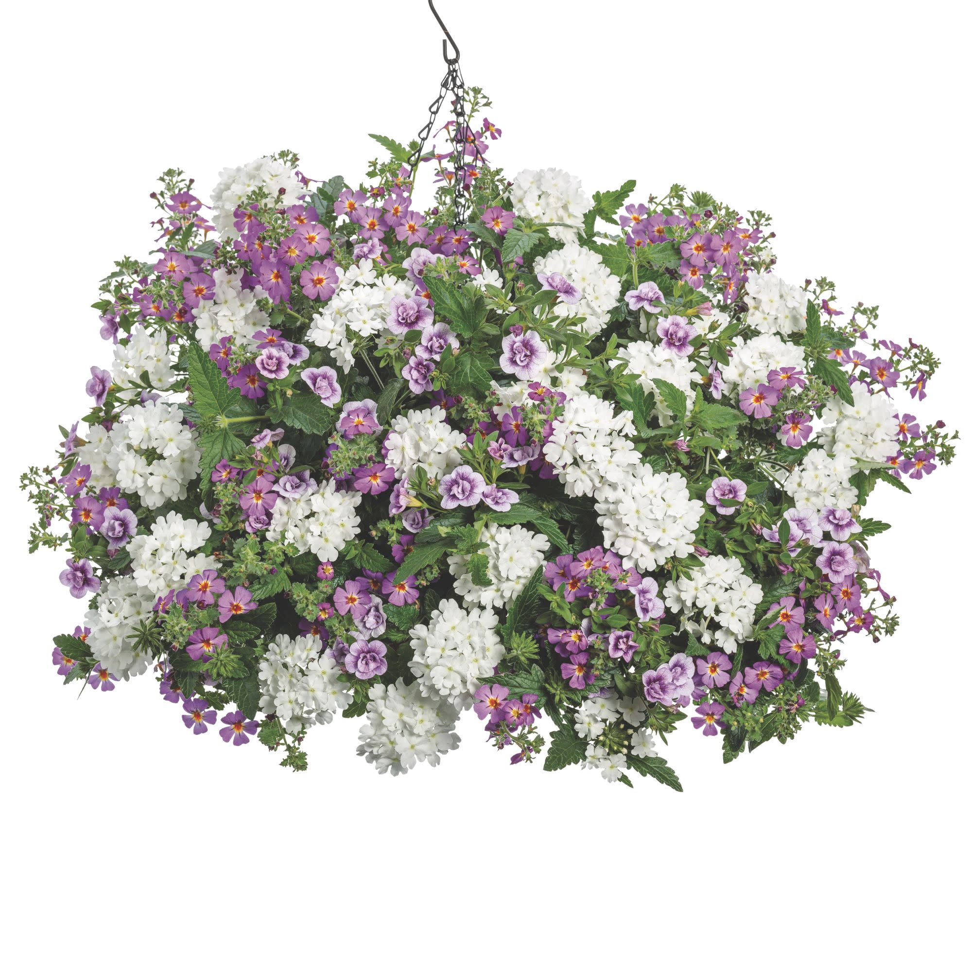 Proven Winners 4" Purple Safari Dusk South African Phlox Live Plant in 4.25" Pot (4 Count)