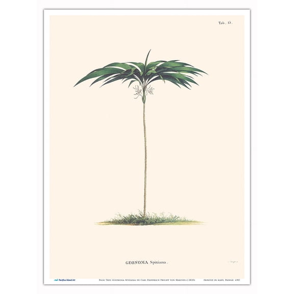 Palm Tree (Geonoma Spixiana) - Vintage Botanical Illustration by Carl Friedrich Philipp von Martius c.1820s - Master Art Print (Unframed) 9in x 12in