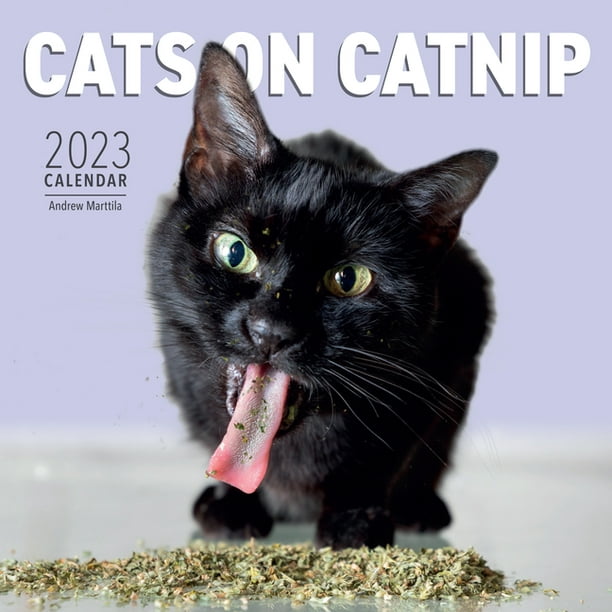 cats-on-catnip-wall-calendar-2023-calendar-walmart