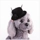 thumbnail image 1 of Xihbxyly Gorra de Verano para Mascotas, Diseño Clásico de Plumas, Tela Ligera, Protección Solar, Accesorio de Moda para Exteriores, para Perros Pequeños o Gatos, Tamaño 13 X 5 Cm., 1 of 1