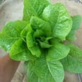 thumbnail image 1 of Organic Jericho Lettuce Seeds - 1 LB Bulk ~400,000 Seeds - Organic, Heirloom, Open Pollinated, Non-GMO, Farm & Vegetable Gardening Seeds, 1 of 2