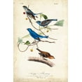 thumbnail image 2 of Audubon, John James 13x18 Black Ornate Wood Framed with Double Matting Museum Art Print Titled - Indigo Bunting, 2 of 4