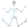 thumbnail image 4 of Estbridge Fall Savings Luminous Skeleton Bone 35.43 In  Skull Bone Light up Skeleton Decor Full Body Human Bone  Decor Skeleton Bauble Graveyard Decorations Realistic Human Body Creepy, 4 of 8