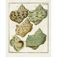 thumbnail image 2 of Unknown 12x14 Gold Ornate Wood Framed with Double Matting Museum Art Print Titled - Pastel Shell Pair II, 2 of 4