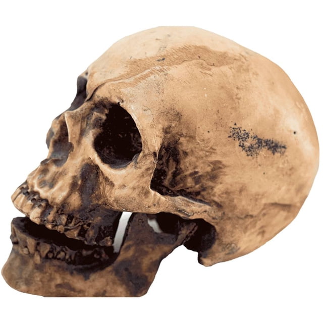 Cráneo Humano De Resina, Mandíbula Articulada , Para Escuela