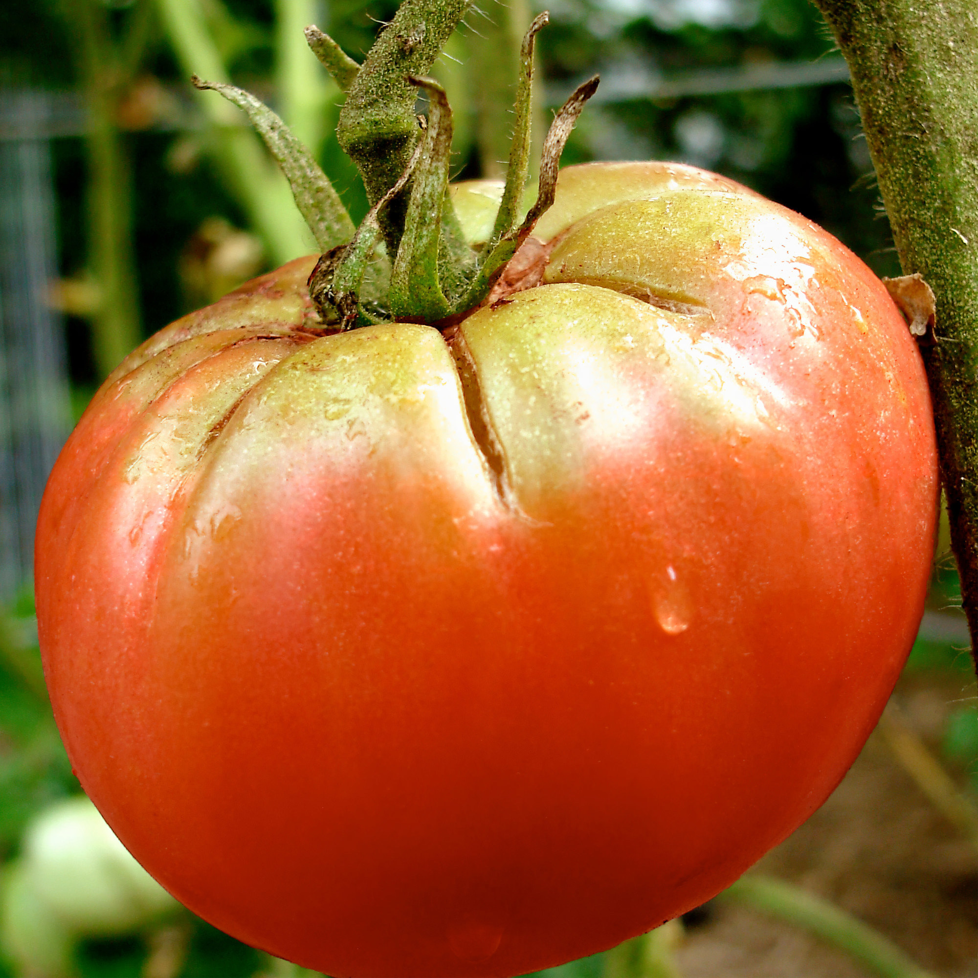 Bonnie Plants German Queen Tomato 19.3 oz. 2-Pack