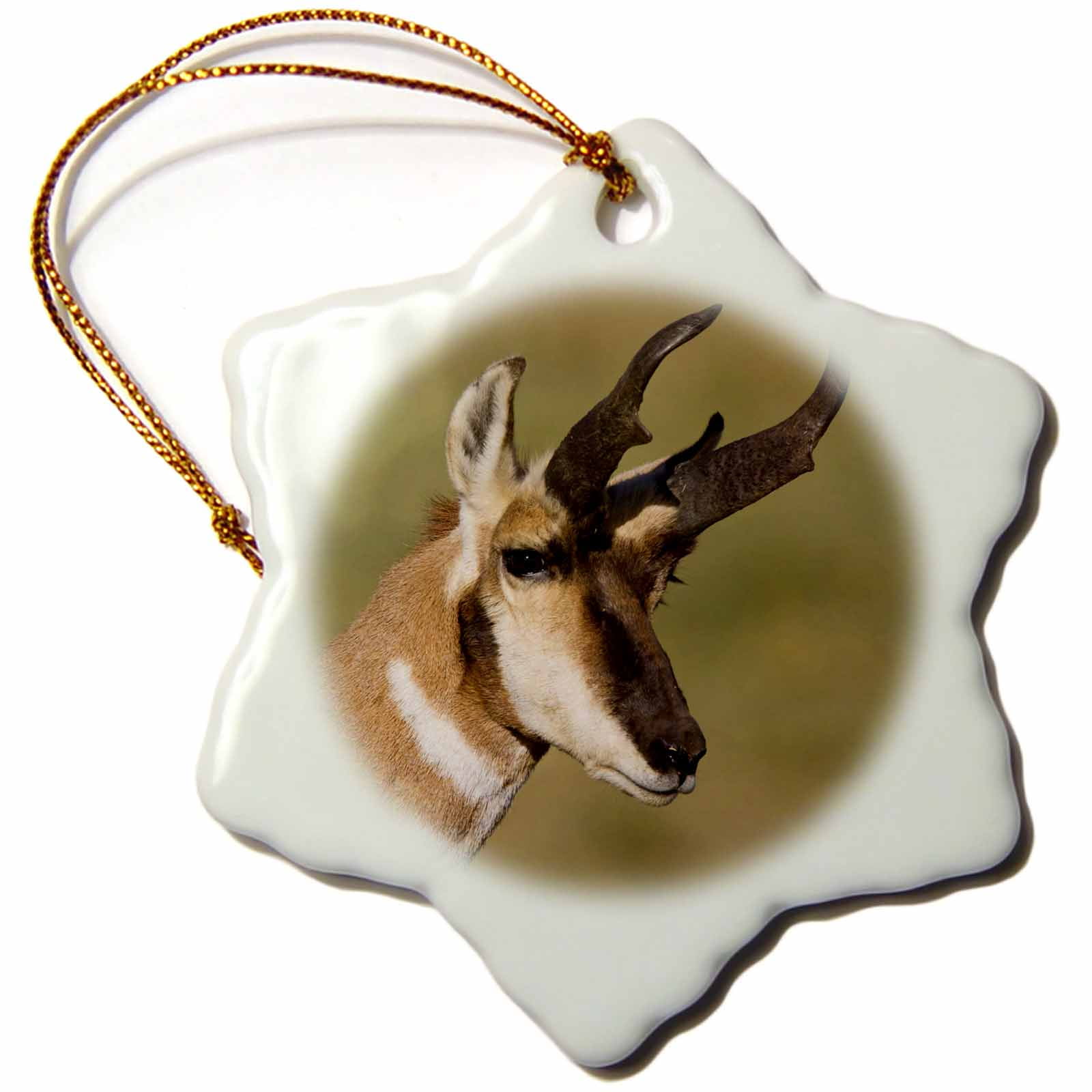 Pronghorn antelope in prairie habitat US32 LDI0058 Larry Ditto 3