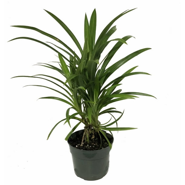 Pandan Spice Plant Amaryllifolius Pandanus Indoors Out Live Plant 6 Pot Walmart Com