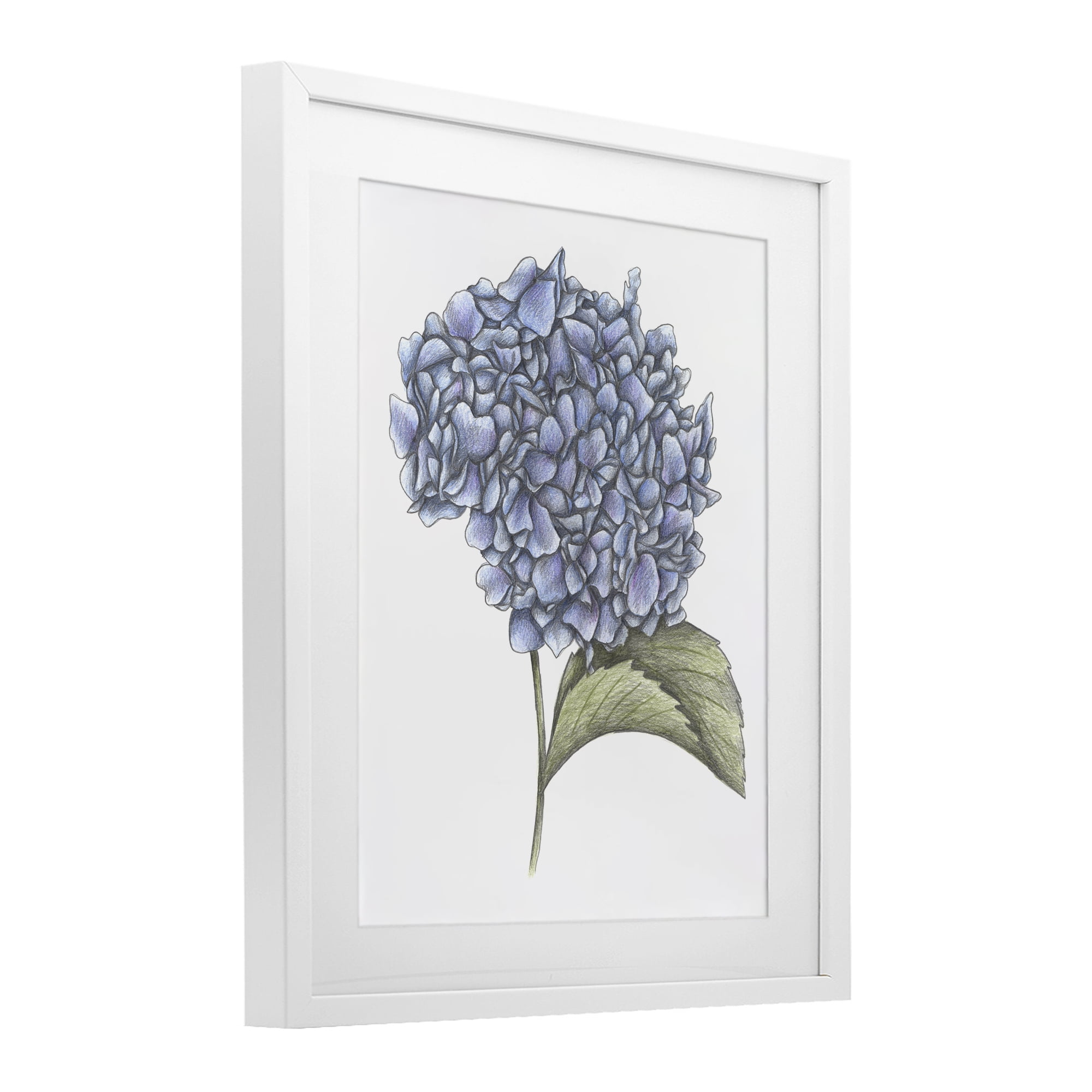 Hydrangea Sketch Blossom White Framed Print Under Glass, design by Cecilia Battaini