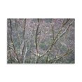 thumbnail image 2 of Gango Home Decor Sparkling Raindrops II by Kathy Mahan (Printed on Paper); One 36x24in Fine Art Paper Giclee Print, 2 of 4