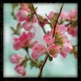 thumbnail image 2 of Schlabach, Sue 12x12 White Modern Wood Framed Museum Art Print Titled - Quince Blossoms II, 2 of 4