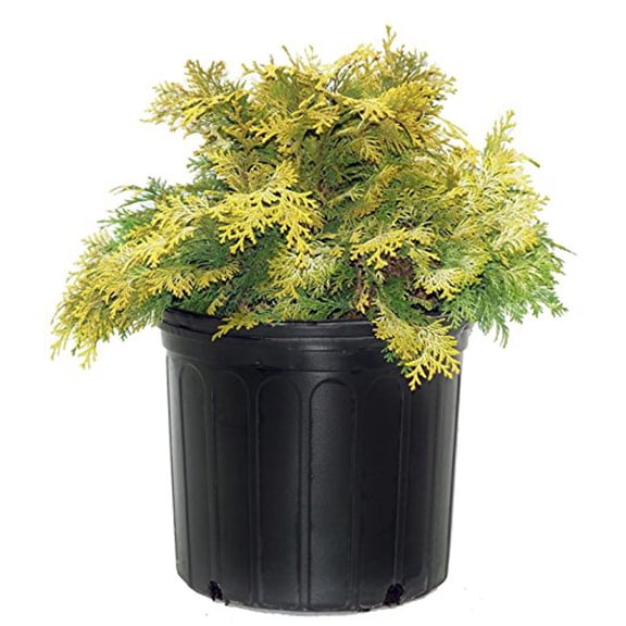 Cripps Golden Hinoki Cypress