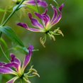 thumbnail image 2 of GSDWIUEW Bulbes de Rothschildiana Gloriosa (Lys de Feu/lys en Flammes) - Fleur de Vigne Grimpante Exotique 8 Pcs / 20 Pcs Floraisons Rouges et Jaunes Vibrantes pour Jardin et Contenants (Violet,8), 2 of 5