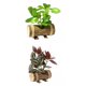 thumbnail image 1 of Plantas en Macetas Artificiales Pequeñas Soledad Plantas en macetas falsas, 1 of 5