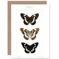 thumbnail image 1 of Butterflies Black and Brown Greetings Card Plus Envelope Blank inside, 1 of 3