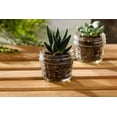 thumbnail image 3 of Ball Mason 4oz Quilted Jelly Jars with Lids and Bands, Set of 12, 3 of 7