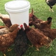 thumbnail image 3 of Kit de Pezones de Agua de Aves de Corral, AutiCtico 15 Sets Bebada de Agua de Agua de Pollo A Prueba de Fugas para Gallinas para Codornices, 3 of 7