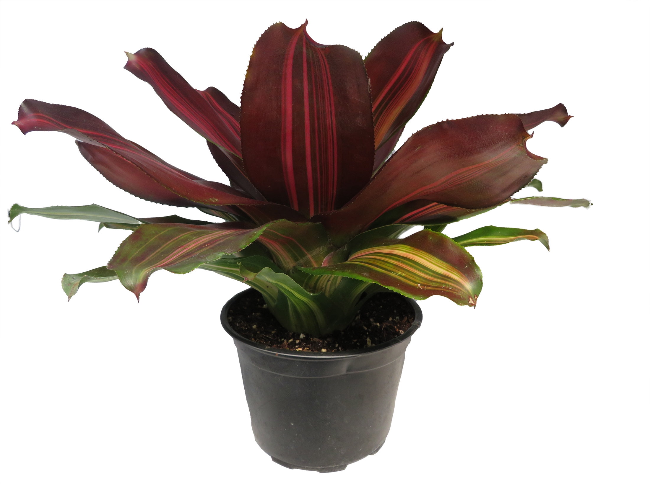Bambino Red Anthurium Plant - House Plant - 4" Pot - Great Gift -  Walmart.com