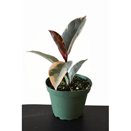 9GreenBox -Tineke Rubber Tree Plant - Ficus - NEW yet very OLD! - 4