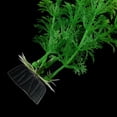 thumbnail image 3 of Methold Acuario subacuático Hierba artificial Estanque Paisaje Planta verde Decoración Fondo falso Accesorio acuático decorativo 32cm decoración del acuario Methold S0031-00, 3 of 6