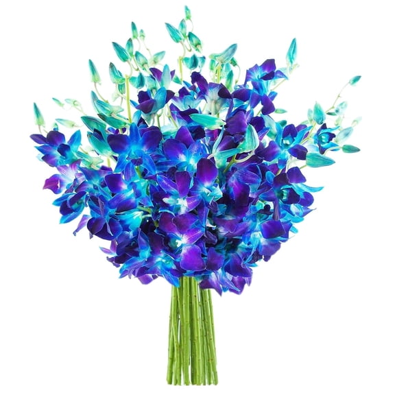 KaBloom : 10 Blue Orchid, Gift for Every Occasion.