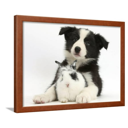Border Collie Black And White - Black and White Border Collie Puppy and Baby Bunny Framed Print Wall Art By Mark Taylor