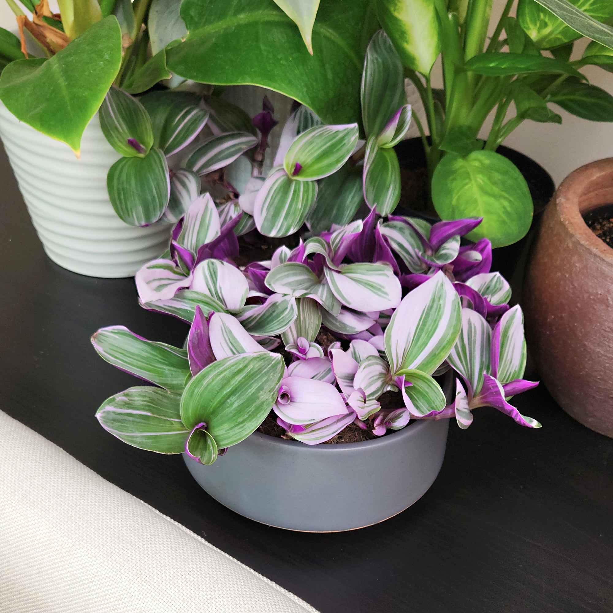 Altman Plants Multicolor Tradescantia 'Nanouk' Multipack in 4" Grower Pots (4 Count)