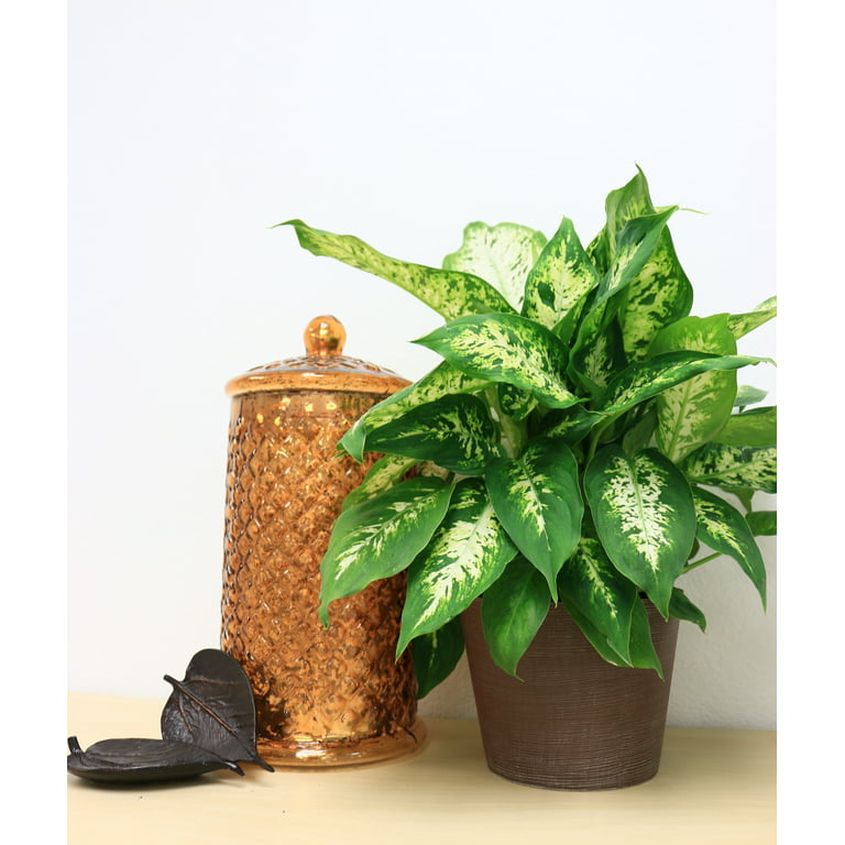 Costa Farms Live Indoor 12in. Tall Green Dieffenbachia, Indirect Sunlight, Plant in 6in. Grower Pot