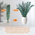 thumbnail image 5 of NOGIS Dried Eucalyptus for Shower, 17" Natural Fresh Green Eucalyptus Plant, Real Eucalyptus Leaves Branches, Eucalyptus Stems for Flower Arrangement, Green Bathroom Decor, Home Decor (20 Pcs), 5 of 7
